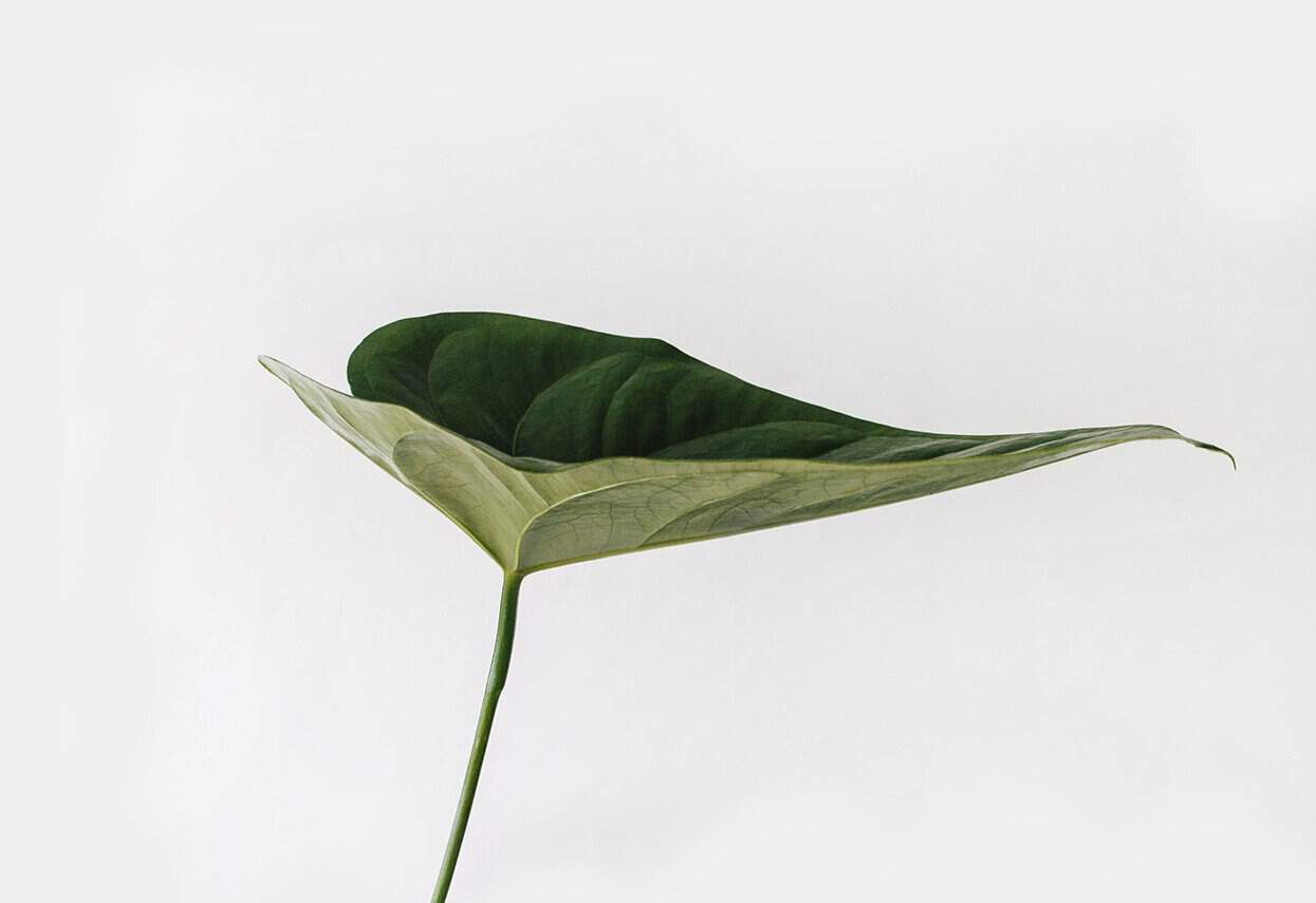 Blatt mit Spruch Blatt mit Spruch