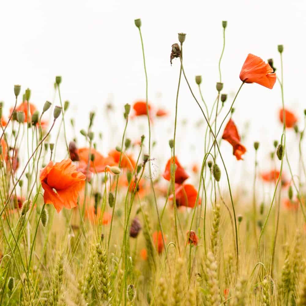 Umwelt schonend Umwelt schonend